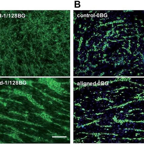 Characterization Of Electrospun Nanofibers A Sem Image Of