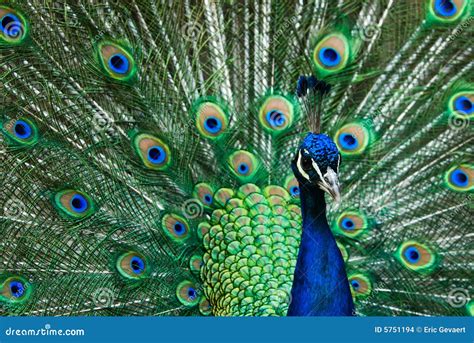 Indian Peacock Feathers Peacock Tail Birds Tail Close Up View Of