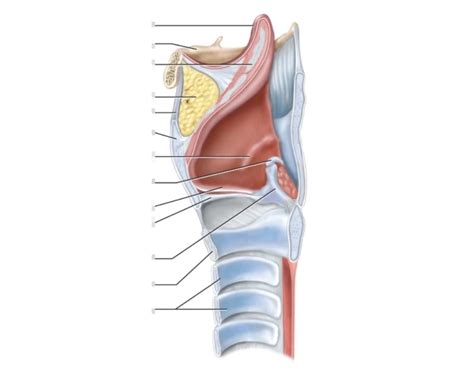 larynx and trachea model Quiz