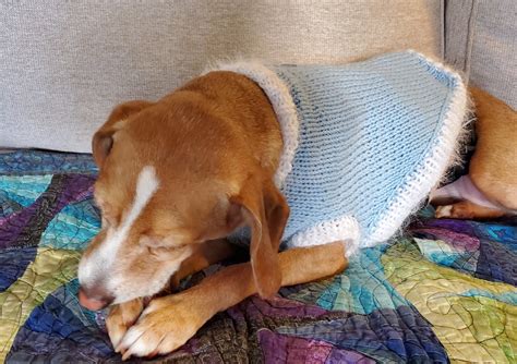 Dog Sweater, Easy DIY Knitting Kit - Etsy