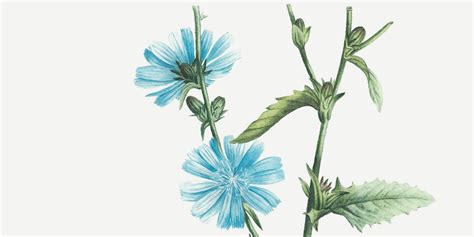 CHICORY: KNOW THE BENEFITS AND POTENTIAL SIDE EFFECTS