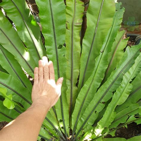 Jual Tanaman Hias Asplenium Nidus Kadaka Paku Sarang Burung