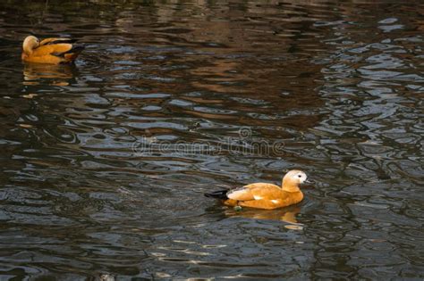 Duck Mandarin Duck in a Natural Habitat Stock Photo - Image of outdoors ...