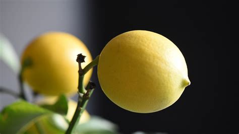 How To Grow A Meyer Lemon Tree Indoors Hacks You Wont Want To Forget Garden Beds