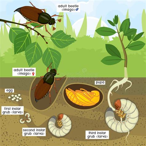 Ciclo De Vida Del Abejorro Secuencia De Etapas Del Desarrollo Del