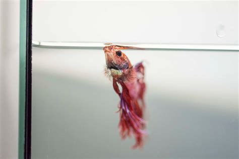 Signs Your Betta Fish Is Dying What You Need To Know Regretless