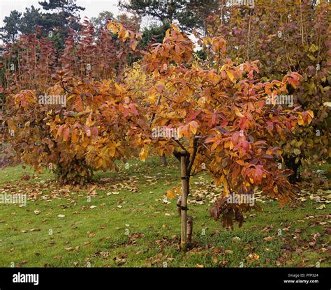 Medlar Tree Uk Stock Photos & Medlar Tree Uk Stock Images - Alamy