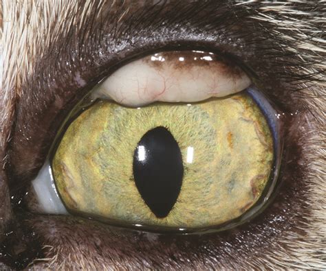 Diagnosing, Treating, and Managing Causes of Conjunctivitis in Dogs and ...