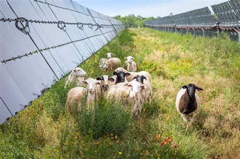 Sheep Running By Panels Pearsall Tx American Solar Grazing Association