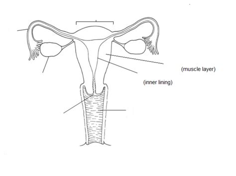 Female Reproductive Labels Diagram Quizlet