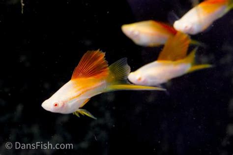 Albino Pineapple High Fin Swordtail Male Xiphophorus Hellerii Dan