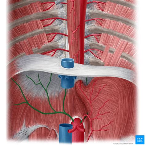 Inferior phrenic artery: Anatomy and function | Kenhub