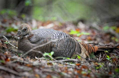 Life and Times of a Wild Turkey Nest - The National Wild Turkey Federation