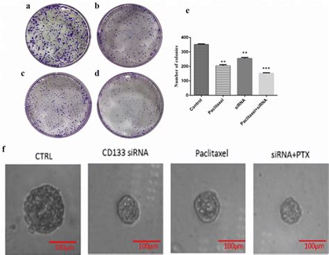 Lncap Colony Formation Assay Was Performed In Four Groups A Control B Download Scientific