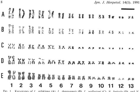 Figure From Karyotypes Of Five Hylid Frogs From Papua New Guinea