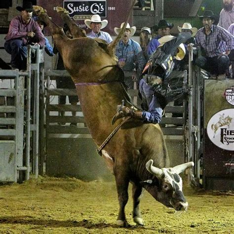 Bushwacker with J.B. Mauney. I love this bull. | Bull riders, Professional bull riders, Pbr bull ...