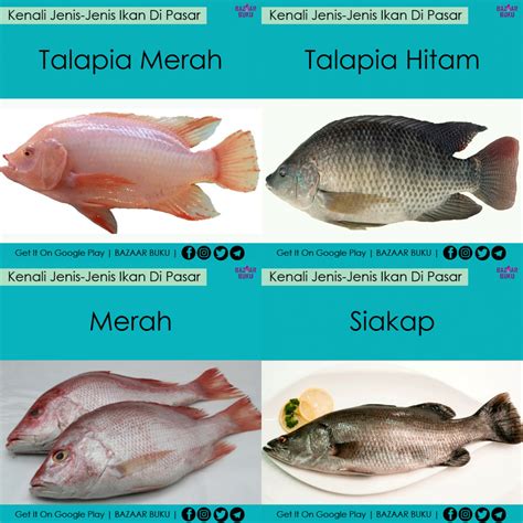 Jenis Jenis Ikan Di Pasar