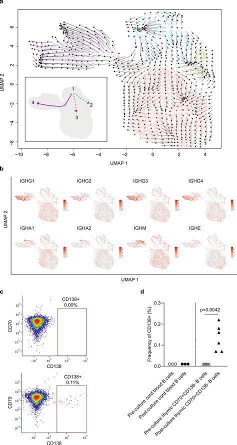 Intrathymic Differentiation Of Thymic Plasma Cells In Human Neonates A