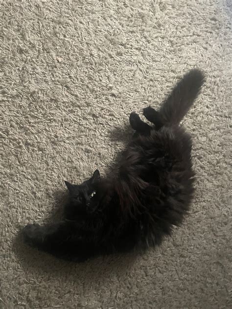 New yoga pose : r/blackcats