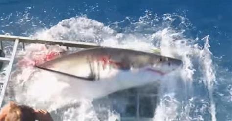 Great White Shark Breaks Into Cageand Your Nightmares Cnet