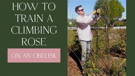 How To Train A Climbing Rose On An Obelisk Youtube