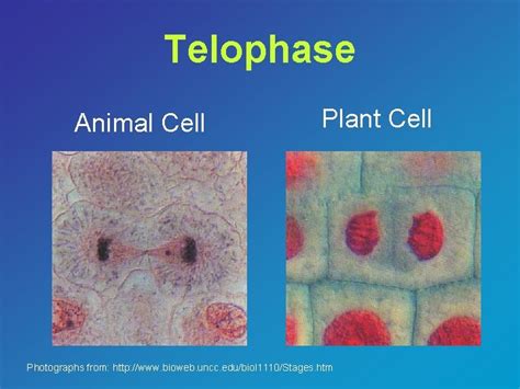 The Cell Cycle Cell Division The Cell Cycle