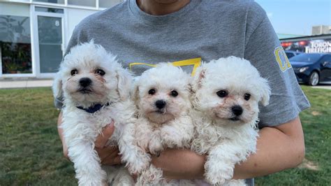 Bichon Frise | Dogs & Puppies for Rehoming | City of Toronto | Kijiji