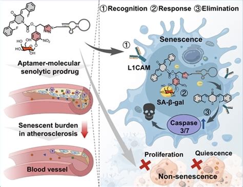 Engineering Hierarchical Recognitionmediated Senolytics For Reliable