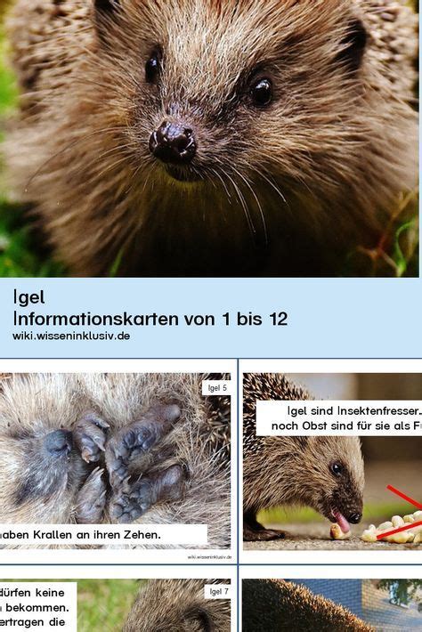 Wissenskarten Zu Igeln Lesekartei Bestehend Aus Karten Mit Fotos