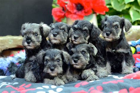 Axcium Miniature Schnauzers Puppies For Sale