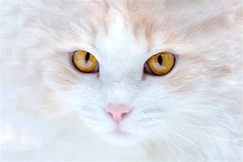 Portrait of a White Turkish Angora Cat Stock Image - Image of ...