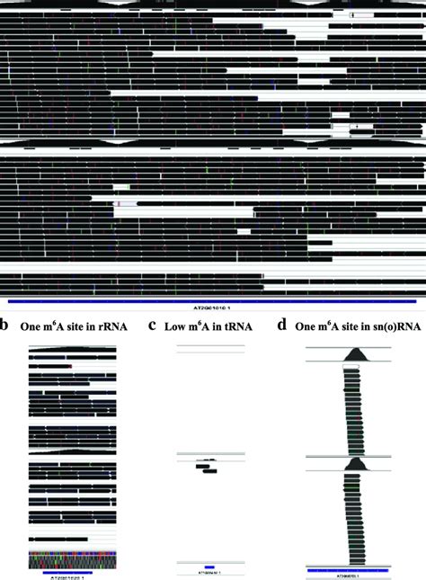 Schematic Screen Shots Of The M 6 A Patterns In Rrna Trna And