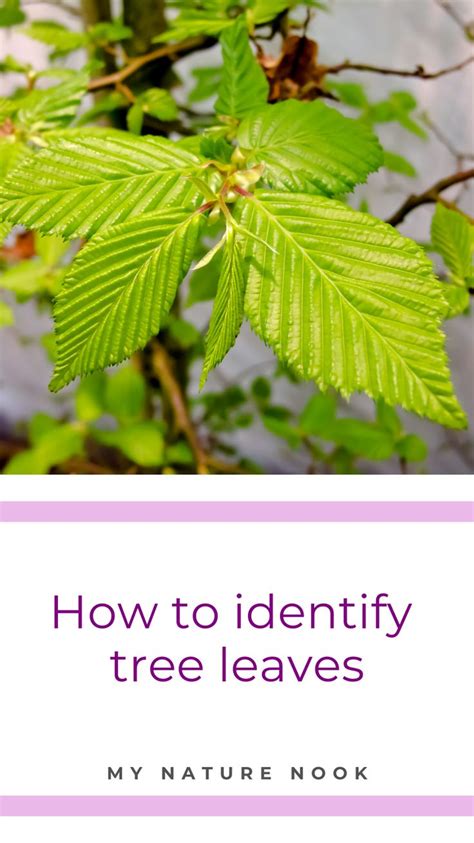 Tree Leaves An Easy Guide To Identifying Trees By Their Leaves Identifying Trees How To