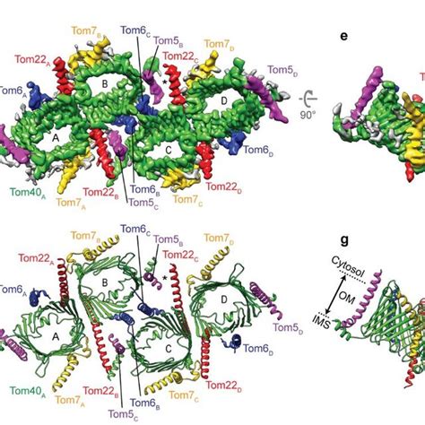 Cryo Em Structure Of The Tetrameric Tom Complex A C Sec Elution