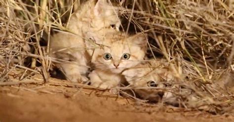 Sand Kittens Photographed in the Wild for the First Time