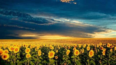 Sunflower Fields wallpaper | nature and landscape | Wallpaper Better