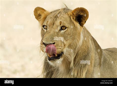 African Lion Headshot Stock Photo Alamy