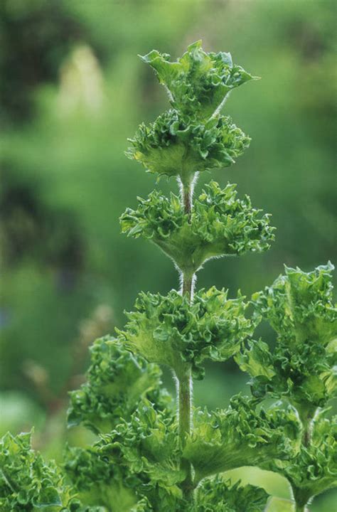 无人竖图室外特写白天留白植物叶子英国食品薄荷叶饮品饮食食物饮料绿色夏天摄影生长草本可口清新适口彩图对焦