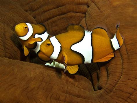 Eastern Clown Anemonefish Amphiprion Percula