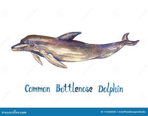 Common Bottlenose Dolphin, Isolated on White Stock Illustration - Illustration of modern, blue ...