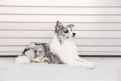 Border Collie Are They Really All That Smart