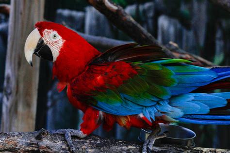 Green winged macaw - Potawatomi Zoo