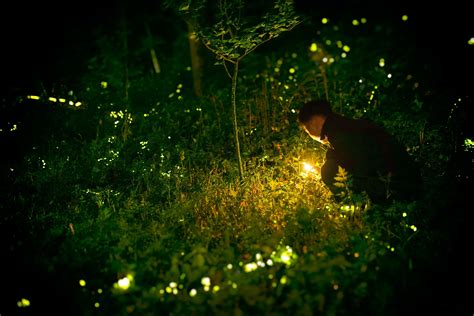 Firefly Conservation in Bali | Banyan Tree