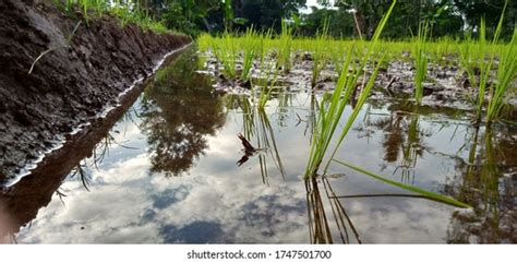 21 Tumbuhan Padi Images, Stock Photos & Vectors | Shutterstock