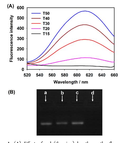 Figure 1 From Poly Thymine Templated Copper Nanoparticles As A