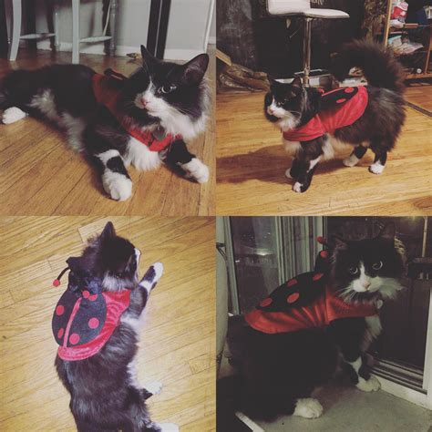 My cat in a ladybug costume : r/Awww