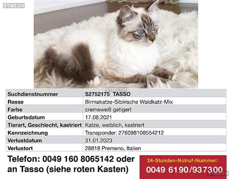 Meldung Nr 301 327 Vermisst Katze In 6614 Brissago