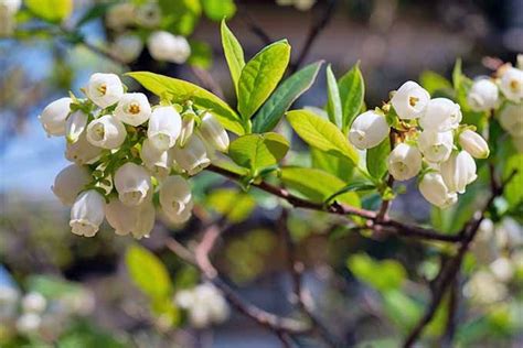 Blueberry Bush Flower