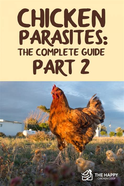 Chicken Parasites The Complete Guide Part