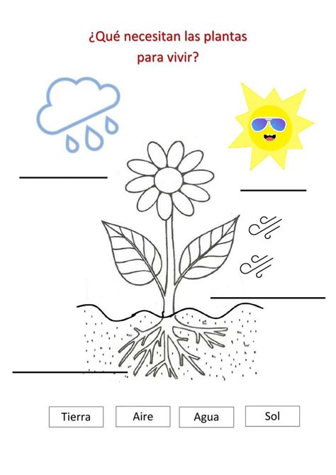 Las Plantas Necesitan Interactive Worksheet Ciclos De Vida De Las Plantas Ciclo De Vida De